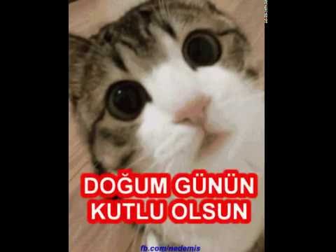 Sevimli Kediyle Doğum günü Kutlamak