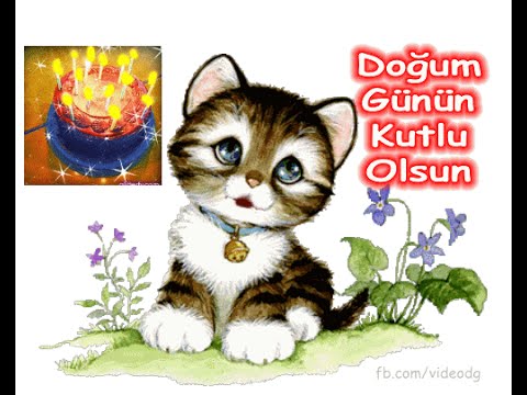 Şirin Konuşan kediyle doğum günü kutlaması