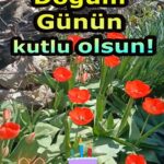 Kırmızı Güller Doğum Günü Kutlaması