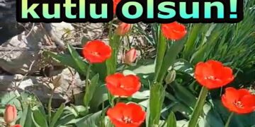 Kırmızı Güller Doğum Günü Kutlaması