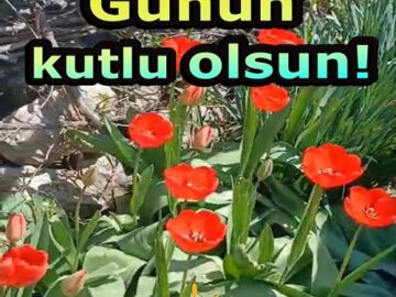 Kırmızı Güller Doğum Günü Kutlaması
