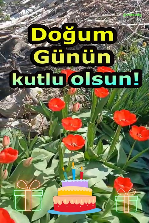 Kırmızı Güller Doğum Günü Kutlaması