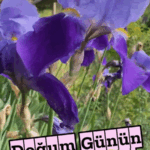Doğum günü lale gif