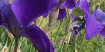 Doğum günü lale gif