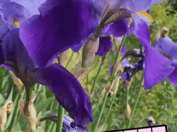 Doğum günü lale gif