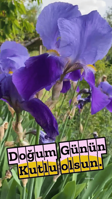 Doğum günü lale gif