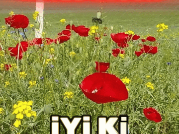 Kırmızı Güllerle Doğum Günü Tebrik